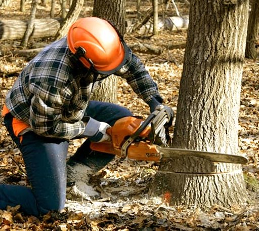 Tree Removal in Williston, VT